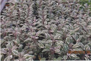 SAGE TRICOLOR SAGE TRICOLOR